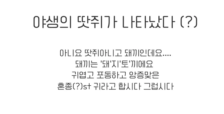 🐽한정수량/당일출고🐽  땃쥐 아니고 돼끼인데여 패딩 바라클라바 (동물모자,애니멀햇,핸싸템,귀달이,짱비니,곰돌이모자,창빈) 상세 이미지 6