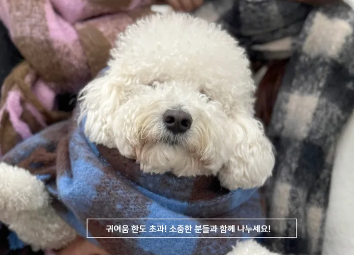 [빠른당일출고/세안밴드 사은품/1200개돌파]커플 목도리 폭닥폭닥 포근한 롱머플러 커플 체크 목도리 상세 이미지 4