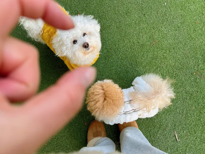 [강아지 겨울옷] 우아한 청담동강아지룩 부드럽고 두터운 털 자수 플리스 상세 이미지 6