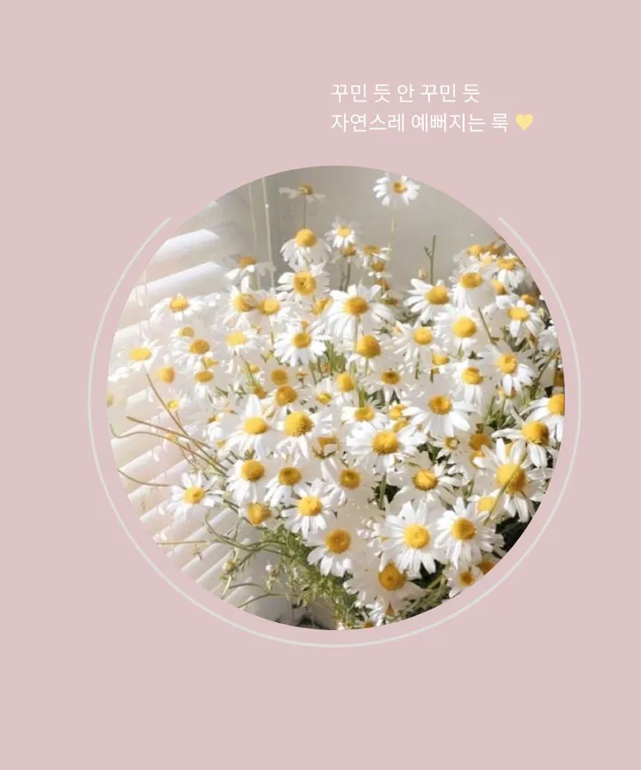 [당일출고]부들부들 스판 브이넥 데이지 크롭 단추 가디건 4컬러 상세 이미지 4