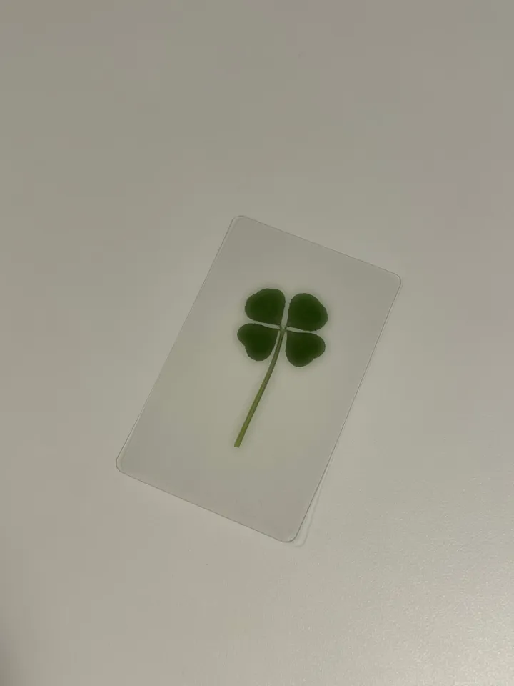 [케이스 세트🍀] 생화 네잎클로버카드 케이스 세트 Real clover card phonecase set  (행운선물/졸업선물/수능선물/스승의날선물/어버이날선물/친구선물) 상세 이미지 12