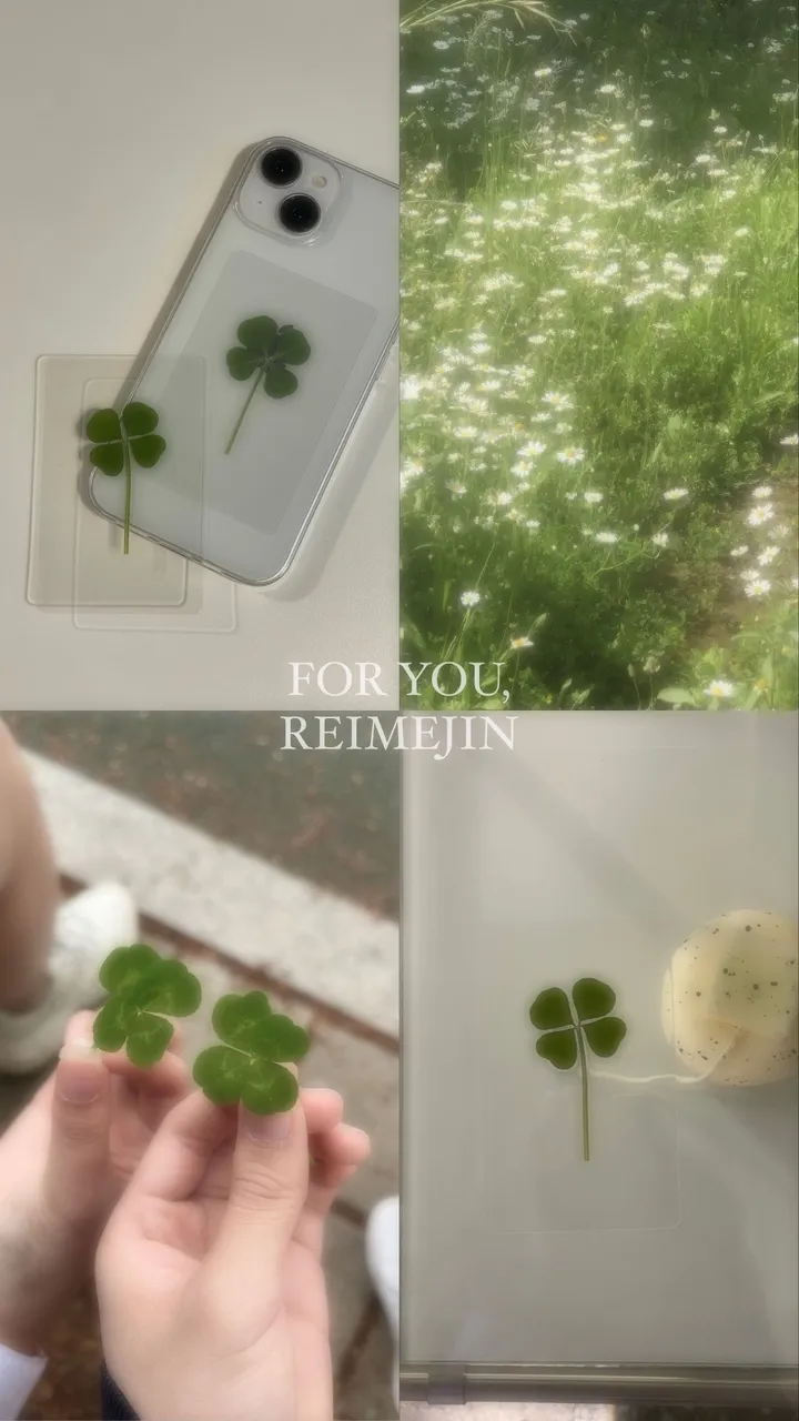 [케이스 세트🍀] 생화 네잎클로버카드 케이스 세트 Real clover card phonecase set  (행운선물/졸업선물/수능선물/스승의날선물/어버이날선물/친구선물) 상세 이미지 17