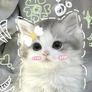 마켓 이미지