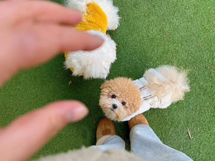 [강아지 겨울옷] 우아한 청담동강아지룩 부드럽고 두터운 털 자수 플리스 상세 이미지 7